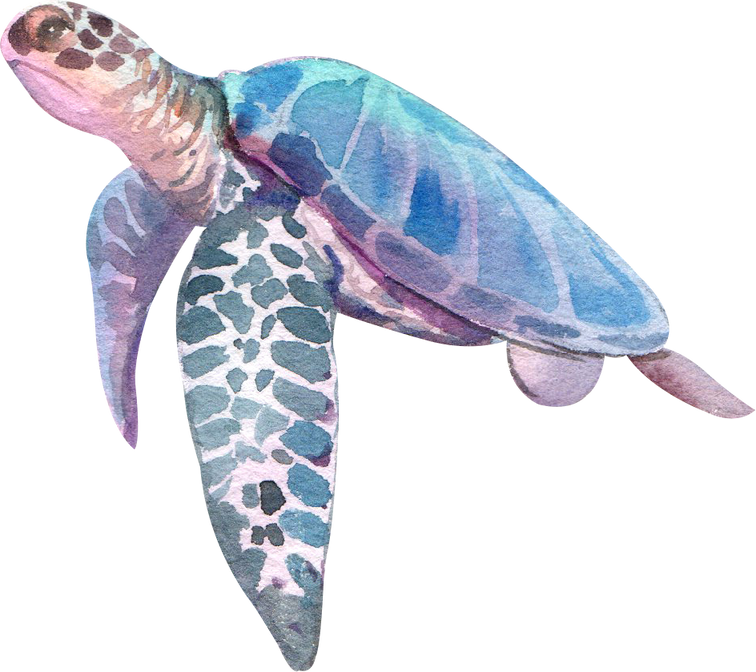 Watercolor Turtle Illustration